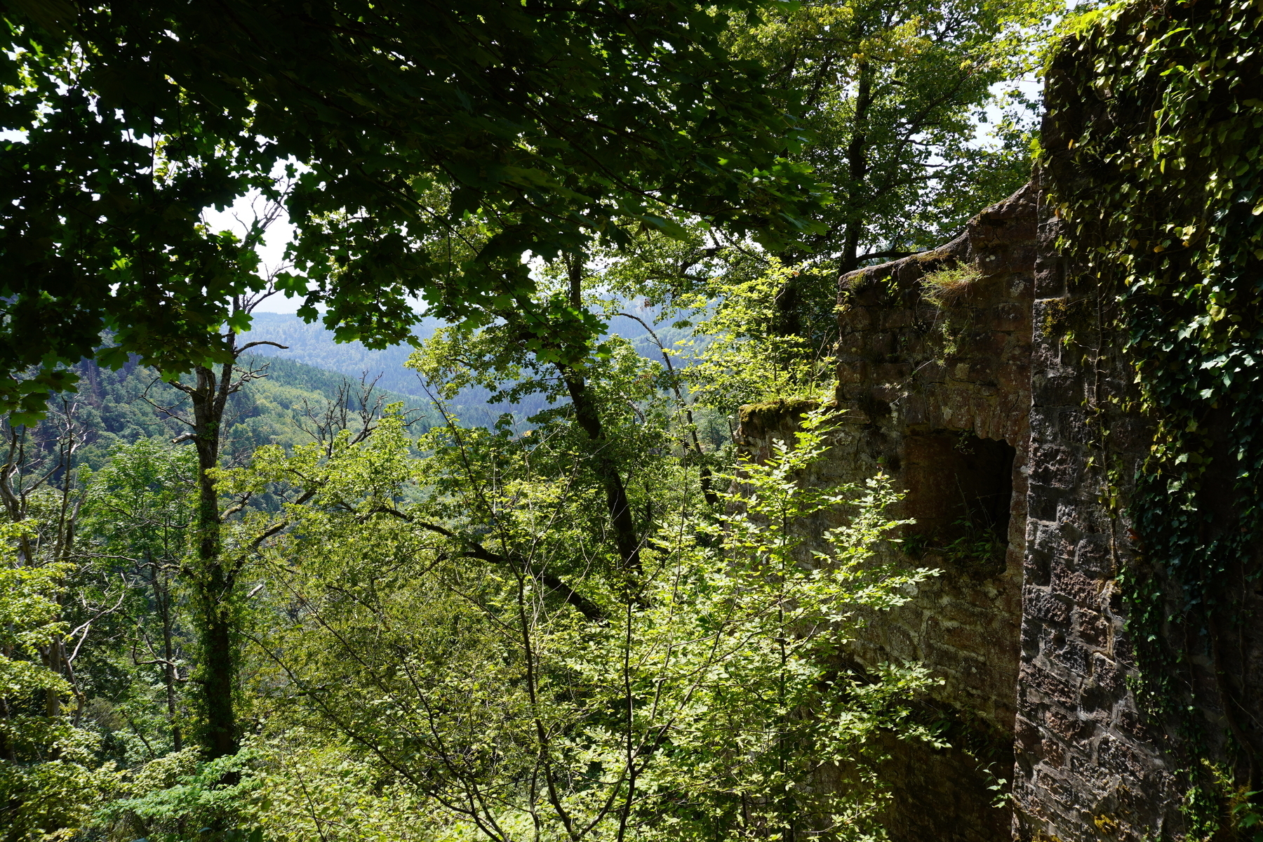 Eine alte Steinmauer erstreckt sich durch einen dichten Wald mit üppigem Laubwerk im Vordergrund.