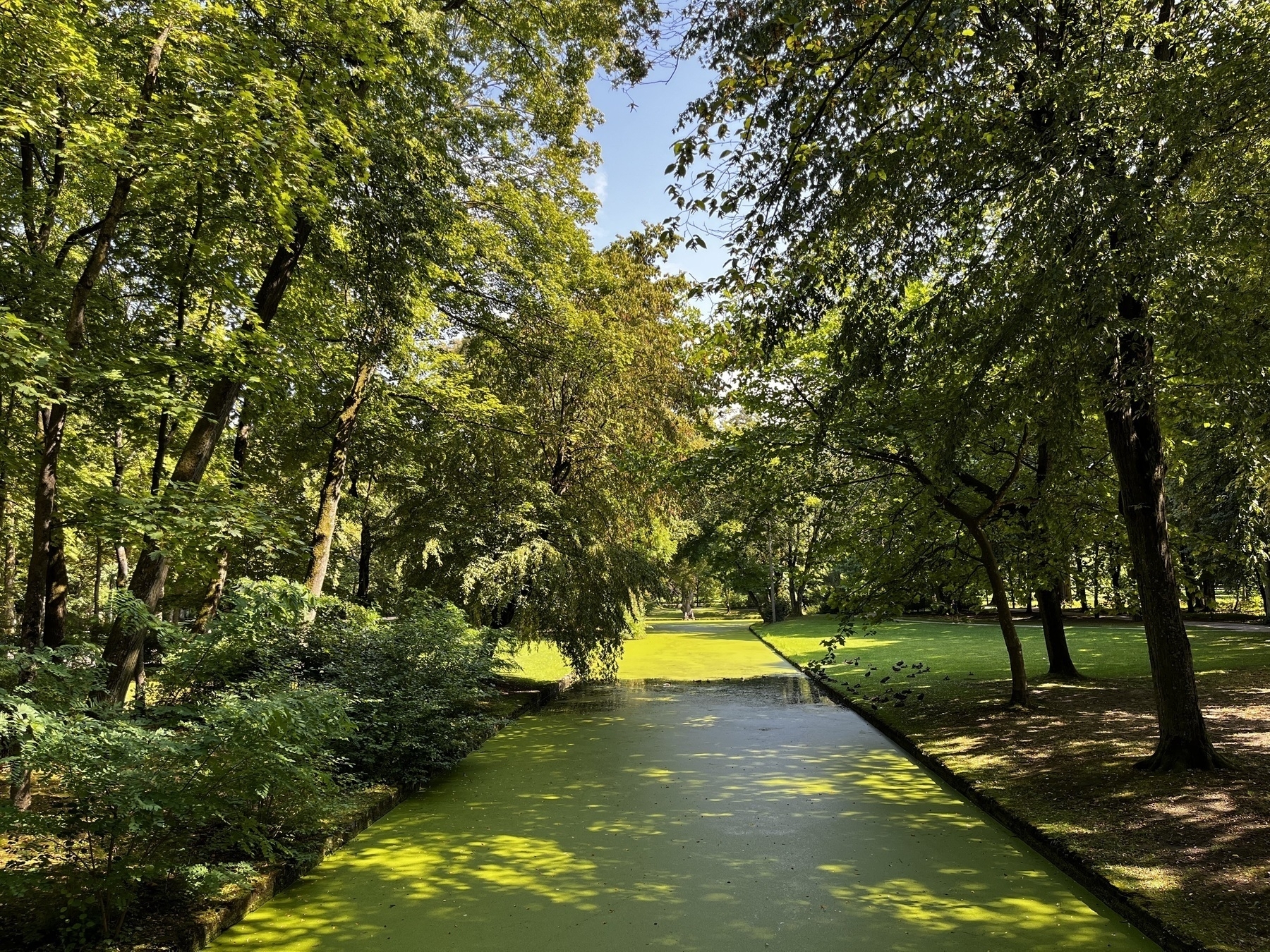 Ein grüner Park mit einem von Bäumen umgebenen Teich unter einem klaren Himmel. 