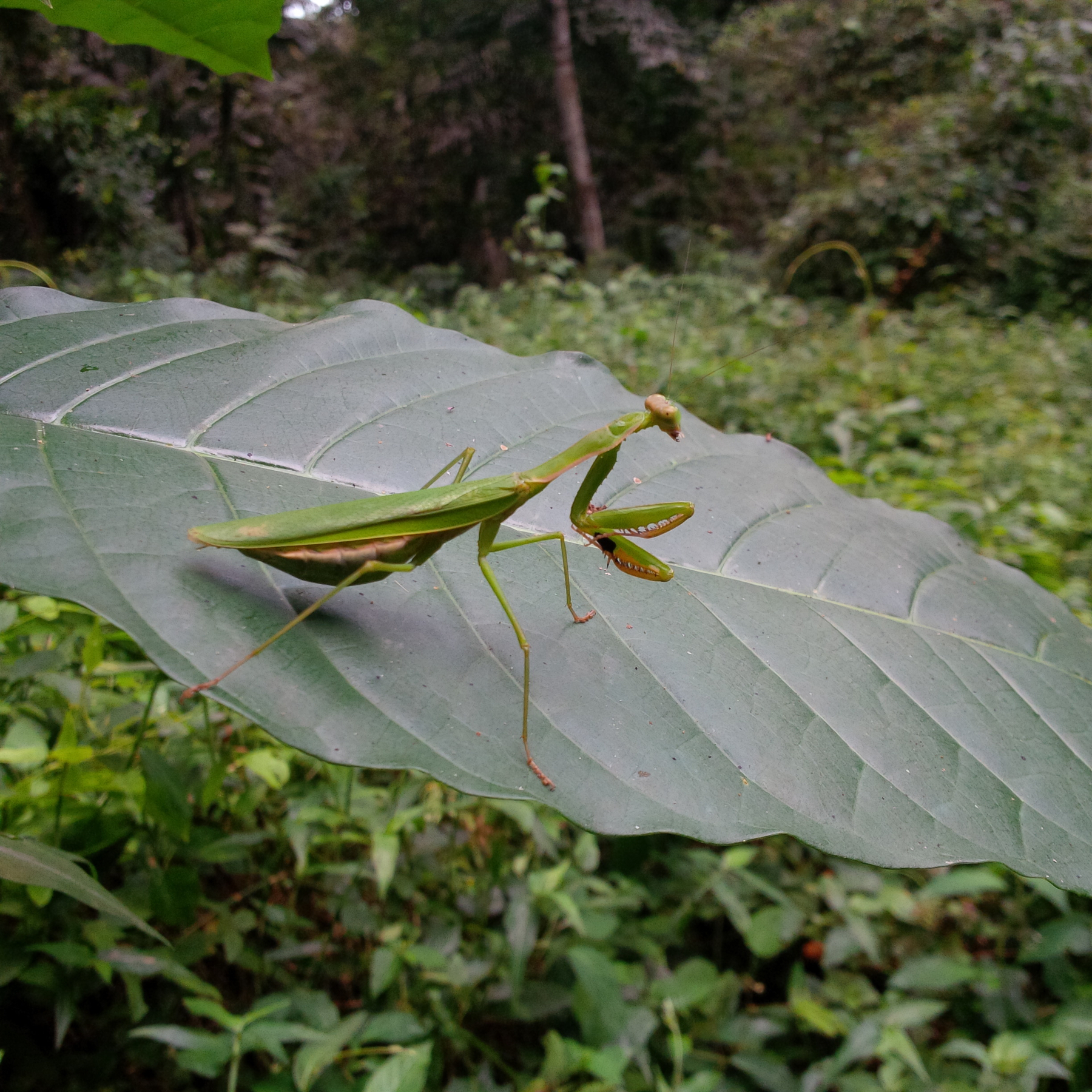 Eine Gottesanbeterin sitzt auf einem großen grünen Blatt im Wald.
