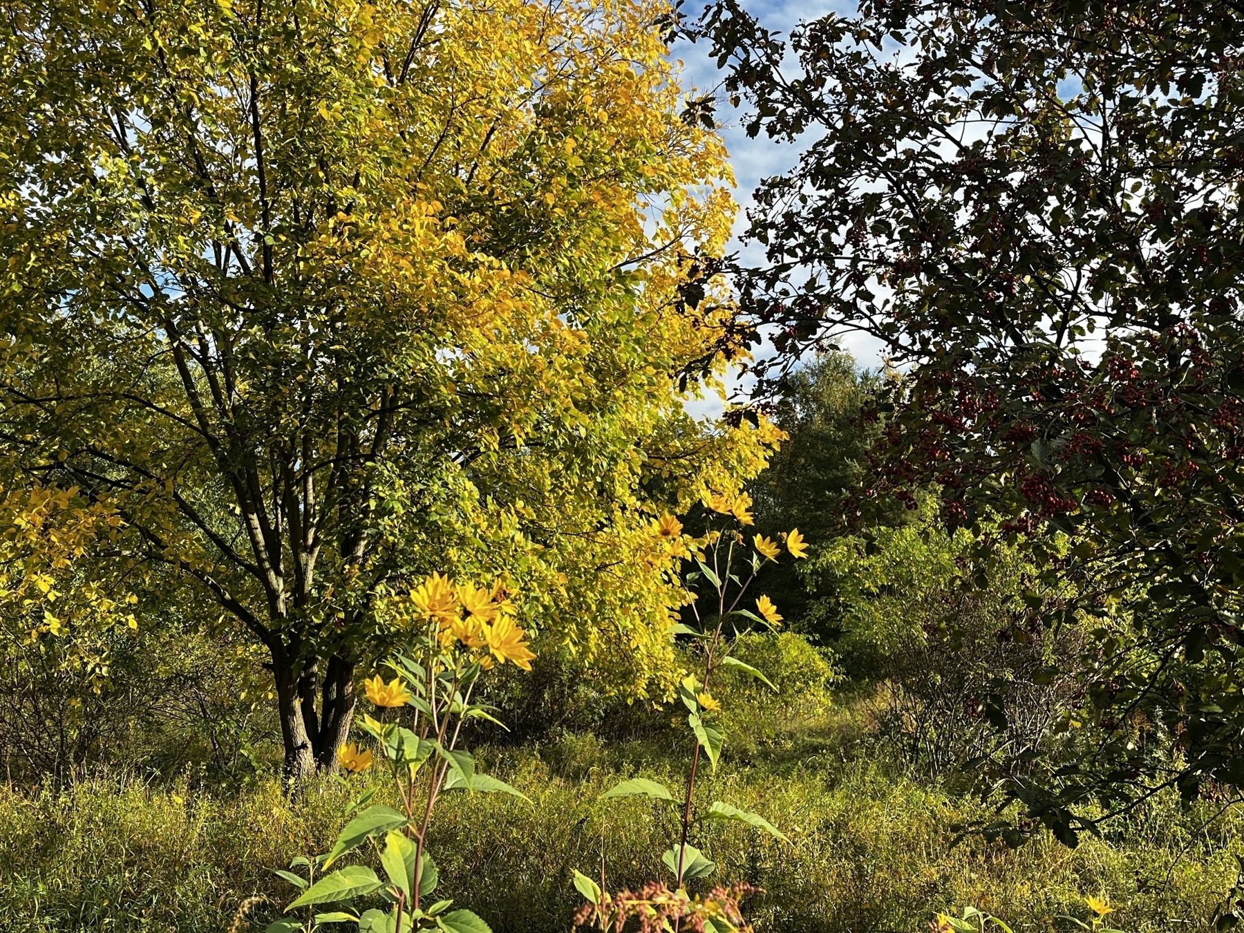 Herbstbäume mit gelbem und rotem Laub stehen in einer Wiese unter blauem Himmel.