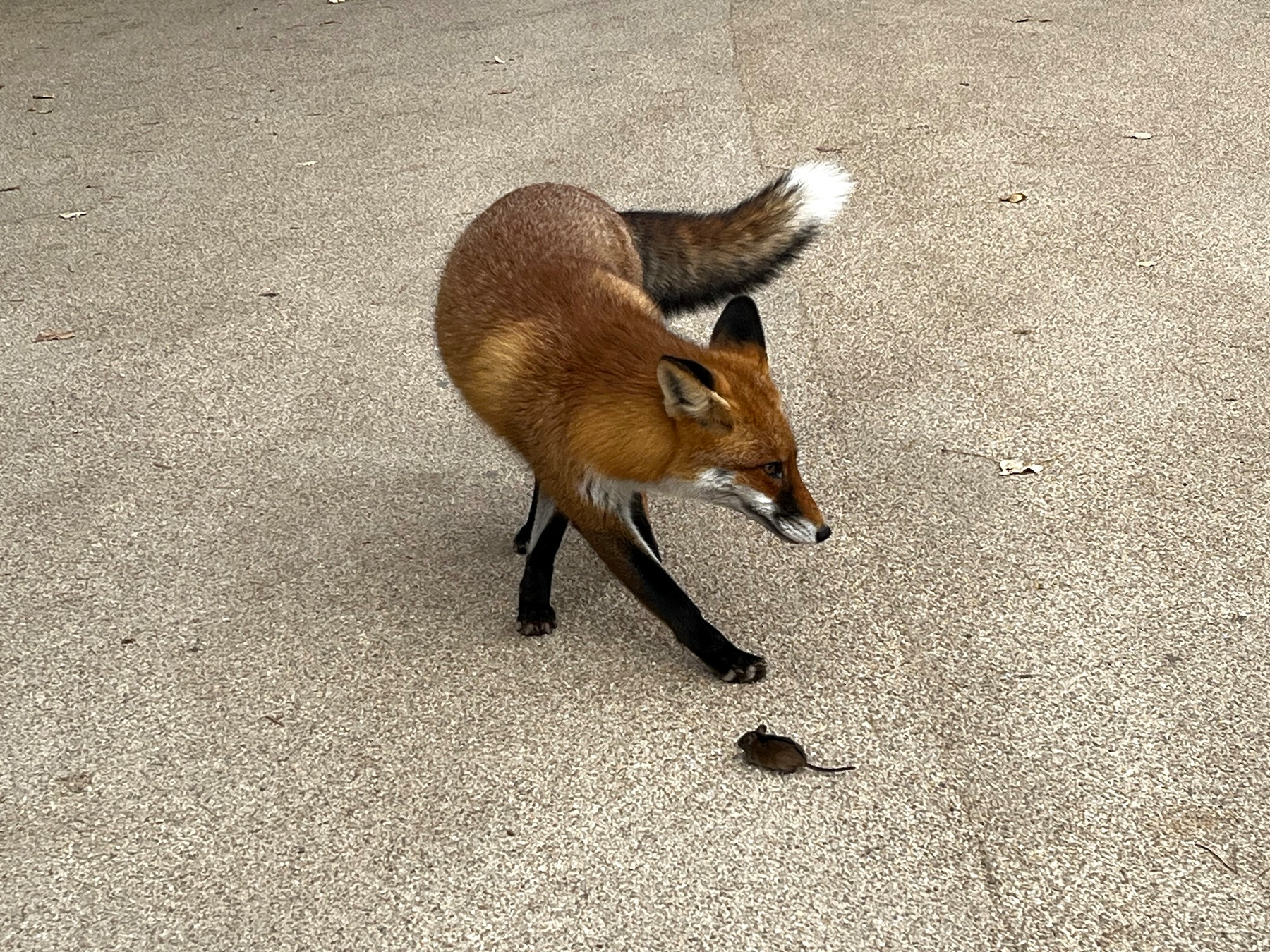 Ein Fuchs nähert sich neugierig einer kleinen Maus auf einem offenen Boden.