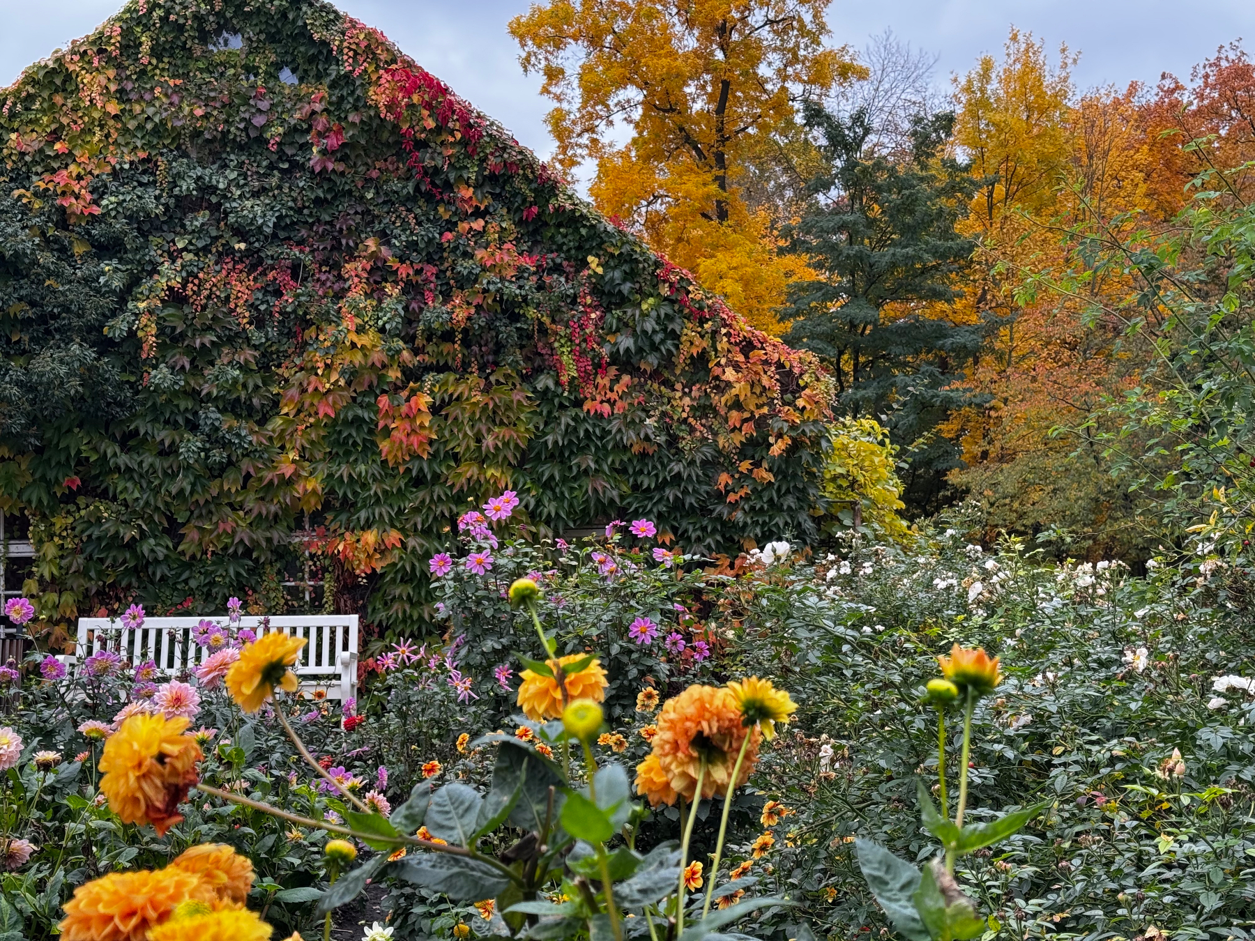 Ein Garten mit bunten Blumen und eine mit Efeu bewachsene Hauswand im herbstlichen Ambiente sind zu sehen.