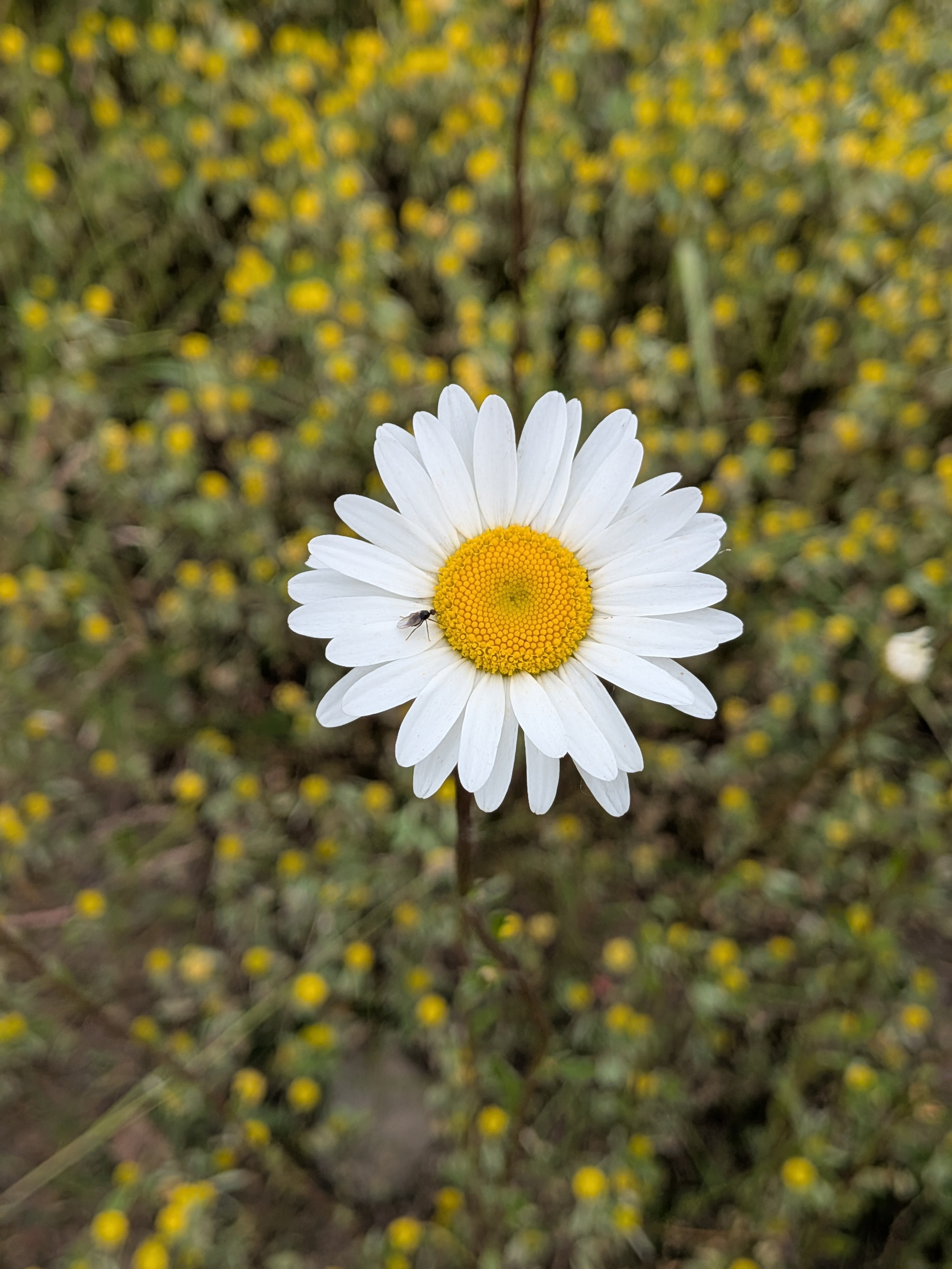 Eine weiße Margerite mit gelber Mitte und einem kleinen Insekt darauf befindet sich im Vordergrund vor einem Hintergrund aus unscharfen gelben Blumen.