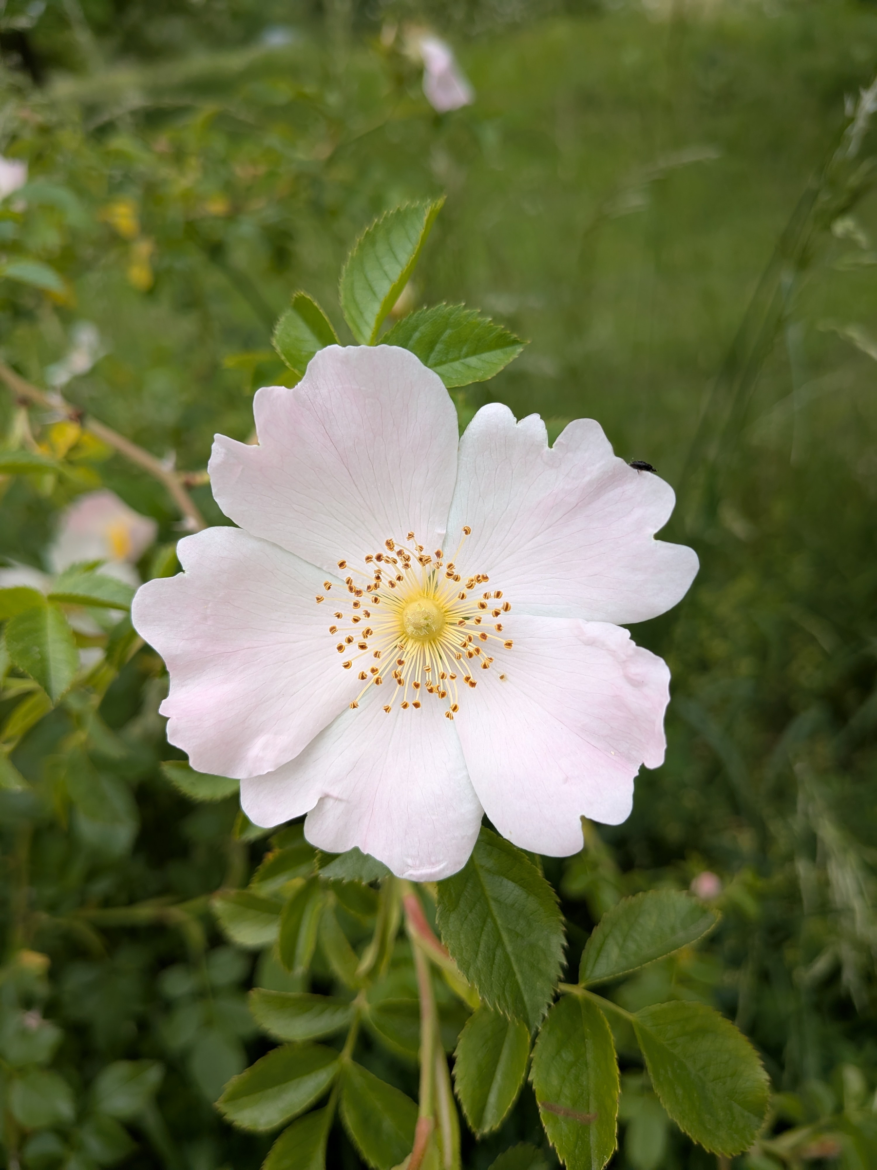 Eine zarte, rosa Wildrosenblüte mit gelben Staubblättern ist von grünem Laub umgeben.