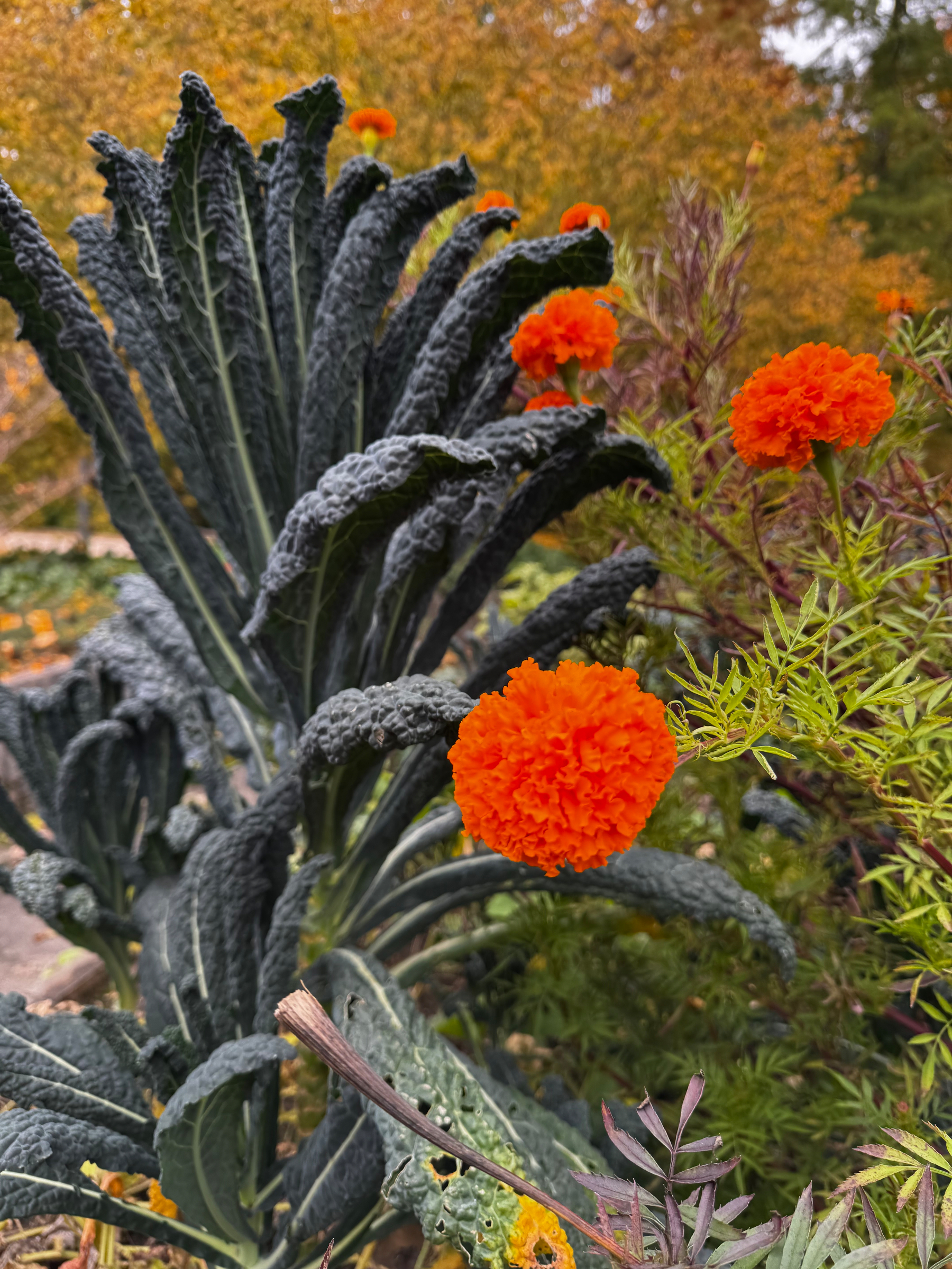 Eine Kombination aus schwarzen Kohlblättern und leuchtend orangefarbenen Blumen bildet einen herbstlichen Gartenblick.