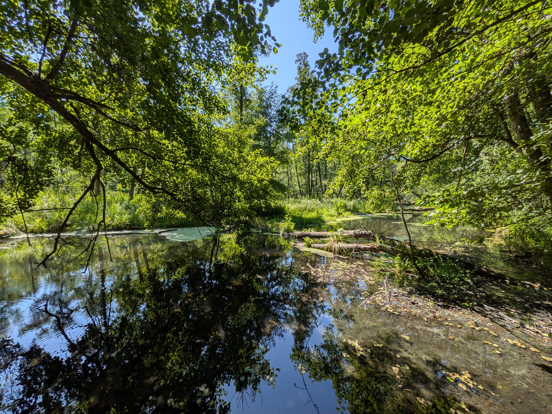 Ruhiger, sumpfiger Bach mit totem Holz. Grüne Bäume spiegeln sich im Wasser.